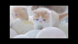 Tingkah Lucu Kucing Keluar dari Cangkang Telur