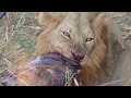 Lions Eating Giraffes: Ruaha