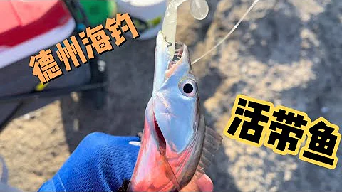 你見過活帶魚沒？盛夏德州海邊淺灘釣帶魚。 - 天天要聞