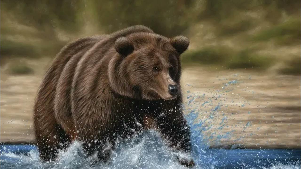 Восточно сибирская росомаха. Бурый медведь животное. Толстый медведь. Самый толстый медведь канады. Барибал медведь.