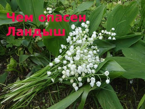 Видео: Ландыш не цветет - причины отсутствия цветов на растениях ландыша
