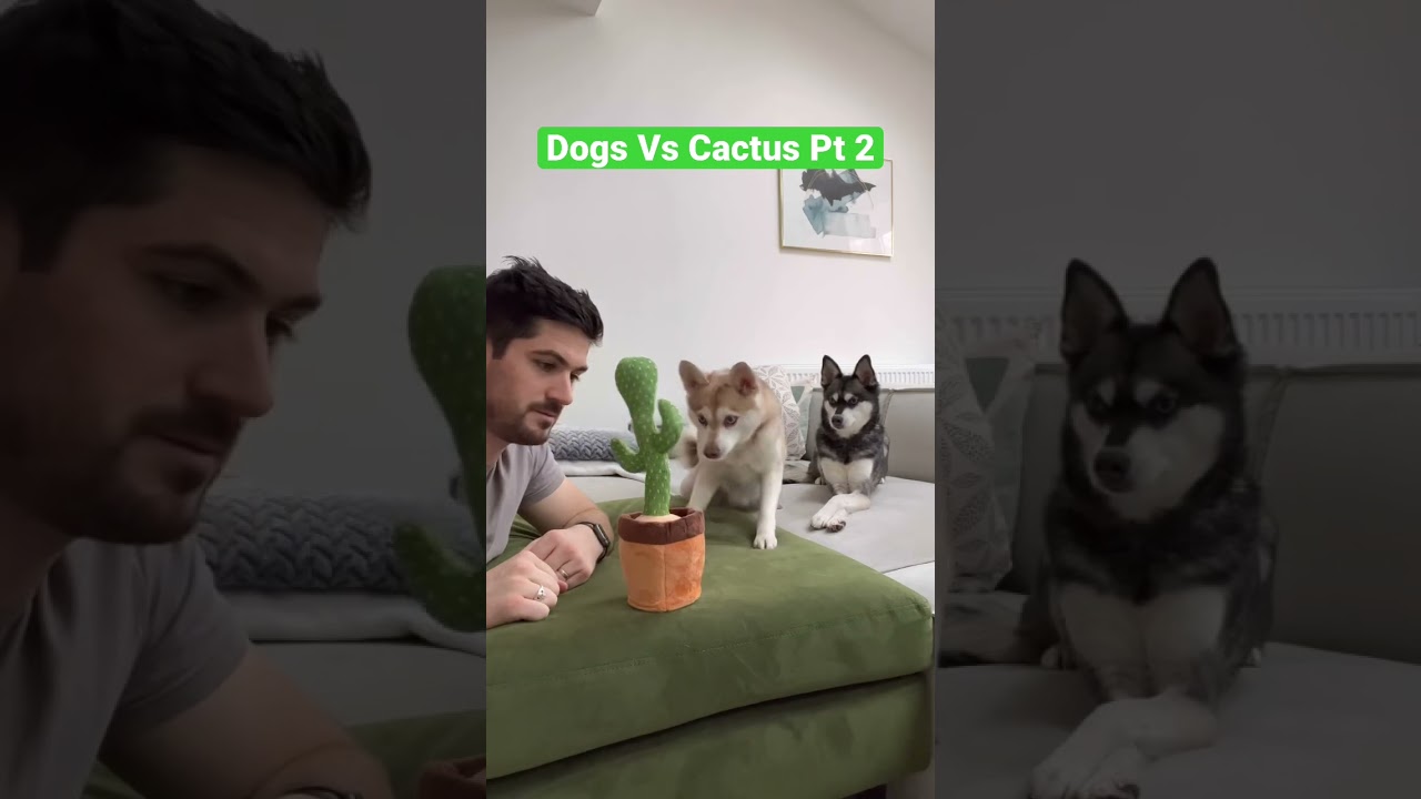FUNNY MINI HUSKIES React To Viral Dancing Cactus 🌵