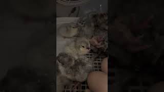 Another batch of lavender Araucanas and lavender Orpington chicks hatching :)