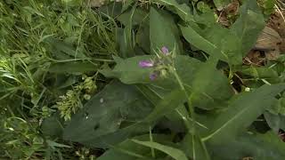 Great Pyramid Of Giza Hydrogen Maser