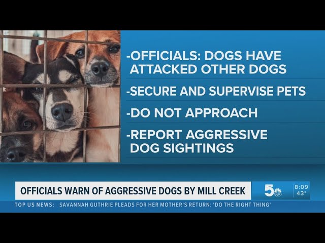 Residents warned of aggressive dog pack loose in Phelps County