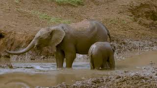 African Elephant in river 230120 Kidepo NP Uganda 2