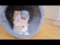 猫用トンネルをプレゼントしたら本能が駆り立てられたみたいです・・・w