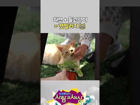 고양이 ㄱㅇㅇ