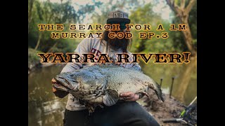 GIANT Yarra River Murray Cod Fishing | The Search For A 1m Murray Cod EP.3 #native #yarra #cod #cbd