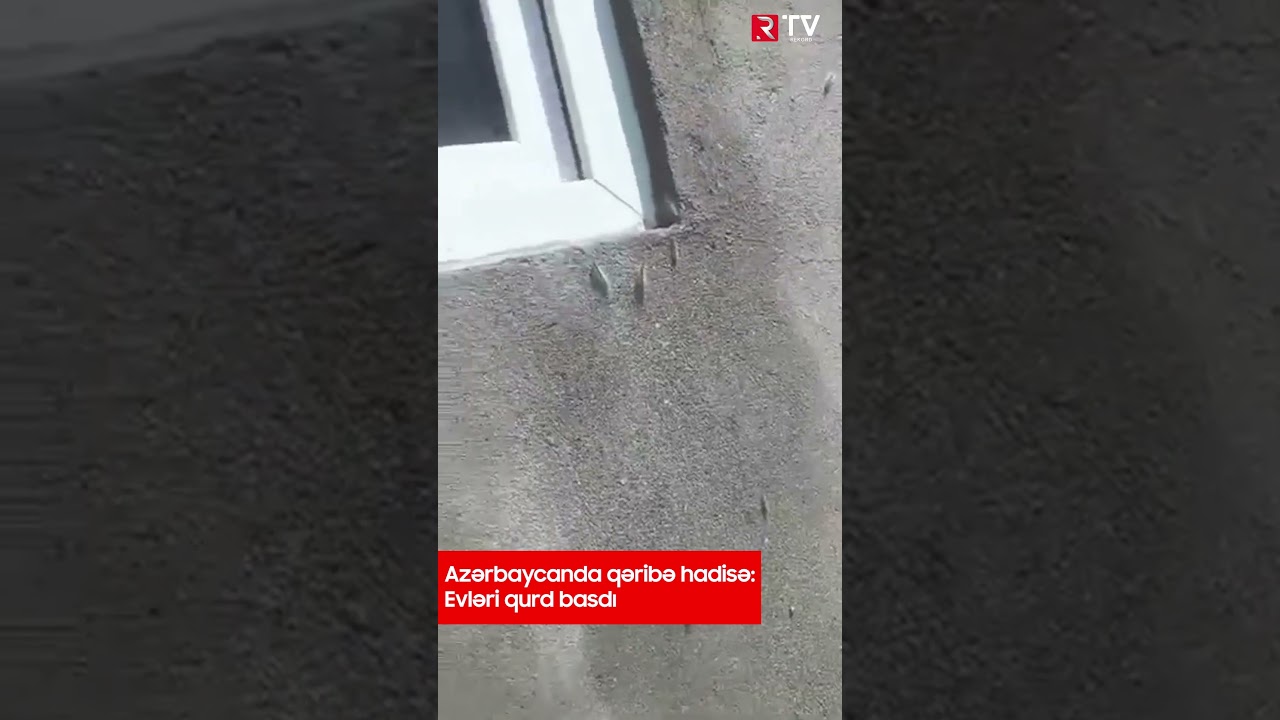 Azərbaycanda qəribə hadisə Evləri qurd basdı - RTV
