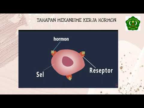 Video: Bilakah duodenum menghasilkan hormon?