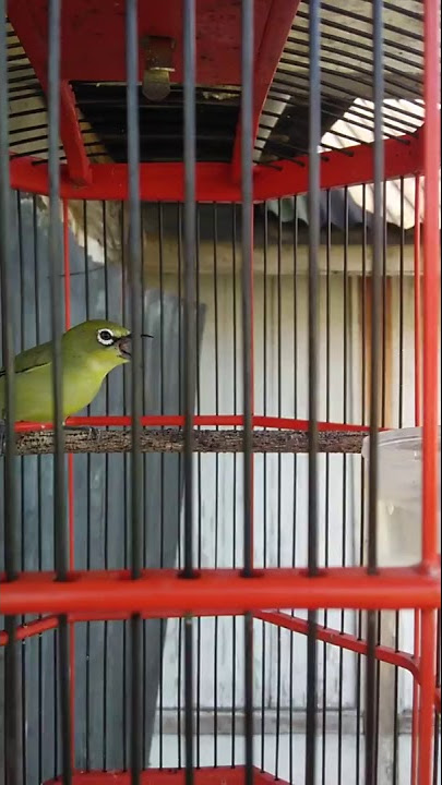 pleci nembak glatik . (A.N Ontolohot ™ )