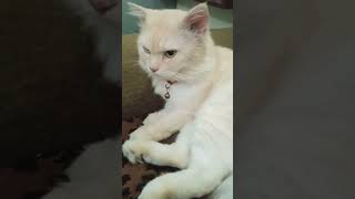 Maze maze Leo or pudding k#cat #cute #like #,0r subscribe kare