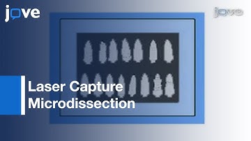 Laser Capture Microdissection: Drosophila Peripheral Neurons l Protocol Preview