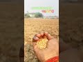 आज से 120 दिन का सफर चालू 🌾🔥🫴#youtubeshorts #trendingshorts #reels #kishani