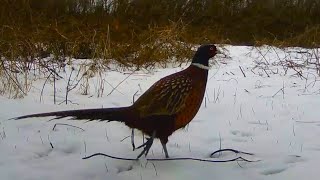 Pheasants and foxes in late autumn. First snow
