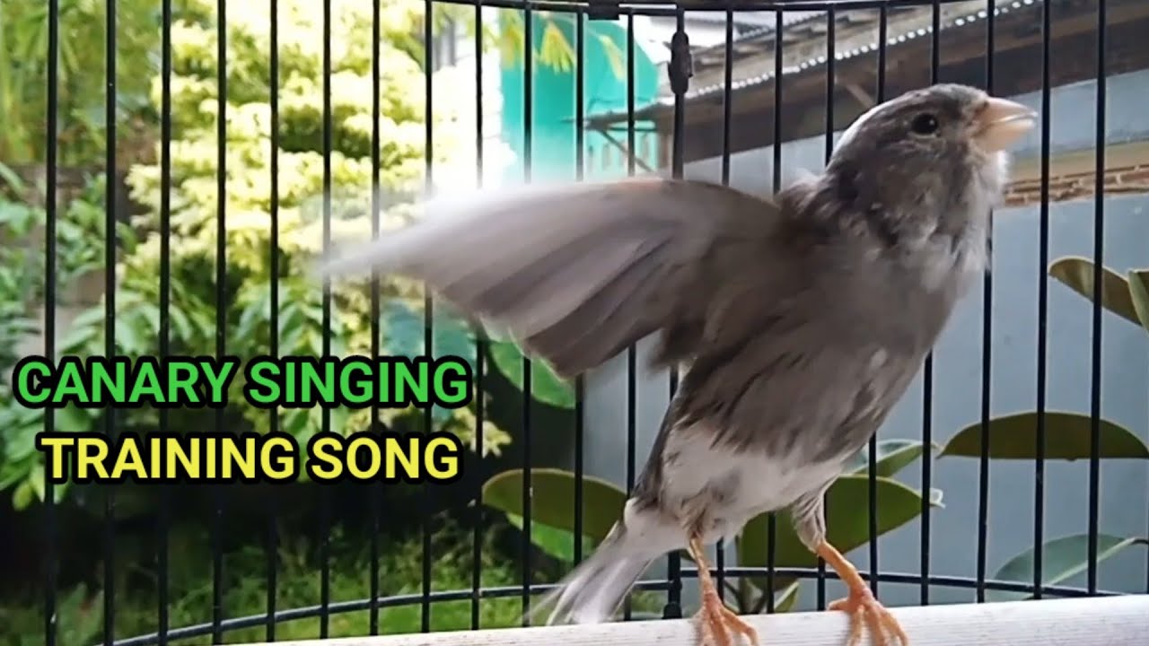 View of 🔴Canary singing _ Canary 's most powerful song for training _ جزر ...