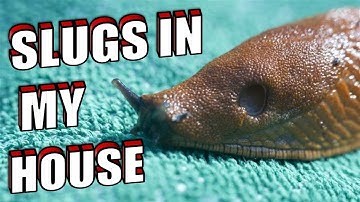 How To Get Rid of SLUGS in The HOUSE & KITCHEN Naturally | FAST & EFFECTIVE SLUG CONTROL