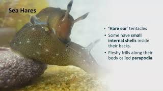 Secrets of the Seabed Episode 4 - Surprising Species of the Seabed