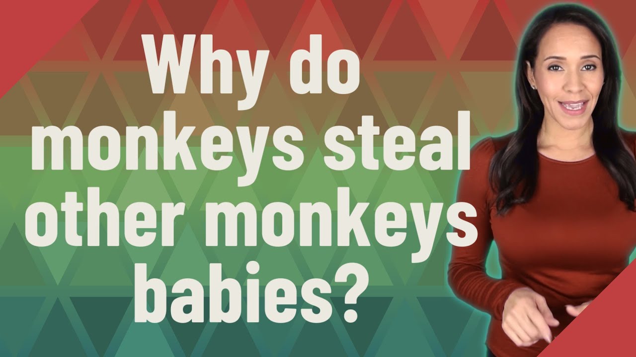 Why do monkeys steal other monkeys babies? YouTube