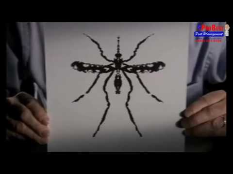 diseases-transmitted-by-household-pest---pest-control-in-gilbert-,-arizona