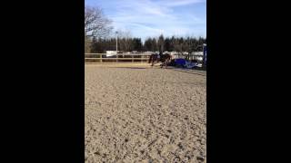 Beanz Flat Work