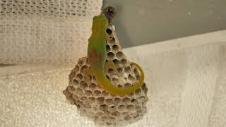 Gecko VS Wasp Nest - Hawaii - Part 2 - Full Version