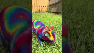 Got my hands on a Holographic Mew VMAX 🏳️‍🌈 #cat #catvideos #fypシ #fypシ゚viral #shorts #viral