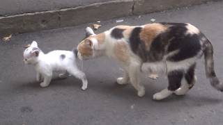 28 Days old baby kitten with calico mama cat