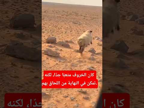 كان الخروف متعب ا جد ا لكنه تمكن في النهاية من اللحاق بهم الخروف صحراوي سباق 