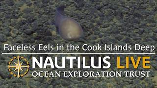 Faceless Eels in the Cook Islands Deep | Nautilus Live