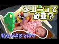【新生児】赤ちゃんの育児にメリーって必要？ぷーさんのメリーを実際に使ってみた様子を紹介。