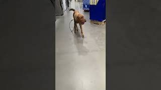 Maeve 1 Year Old Irish Terrier First Exposure To Lowes