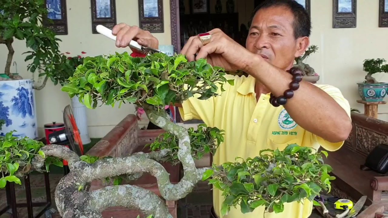 Sh.3910. Hương Sắc Đỗ Sinh Tại Châu Giang Bonsai Xem Nghệ Nhân Phạm Minh  Châu Làm Bonsai. - Youtube