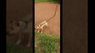 Apbt Limey Kennel May Weather X Rojas Moon Freaknasty Ruff N Tuff S Freak