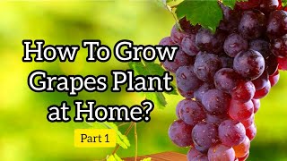 How to grow grapes at home:part 1 | plant from seeds in pot
malaysiahow home potgrow seedsgrow gra...