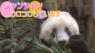 シャンンシャン コロコロしています 上野動物園のジャイアントパンダ
