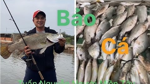 27 con cá chẽm 5 con cá tráp hanh cá ngát tôm càng…ngày bảo cá của cần thủ (câu cá thiên nhiên).