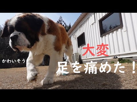 【大変!ベルが足を痛めてしまった!】平凡なセントバーナードの日記 今日、誰も見ていない時にベルが足を痛めてしまいました。かわいそう。Oh my God! Belle has hurt her leg!