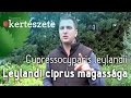 Cupressocyparis leylandii - Leylandi ciprus magassága - Nagyméretű leylandi ciprus