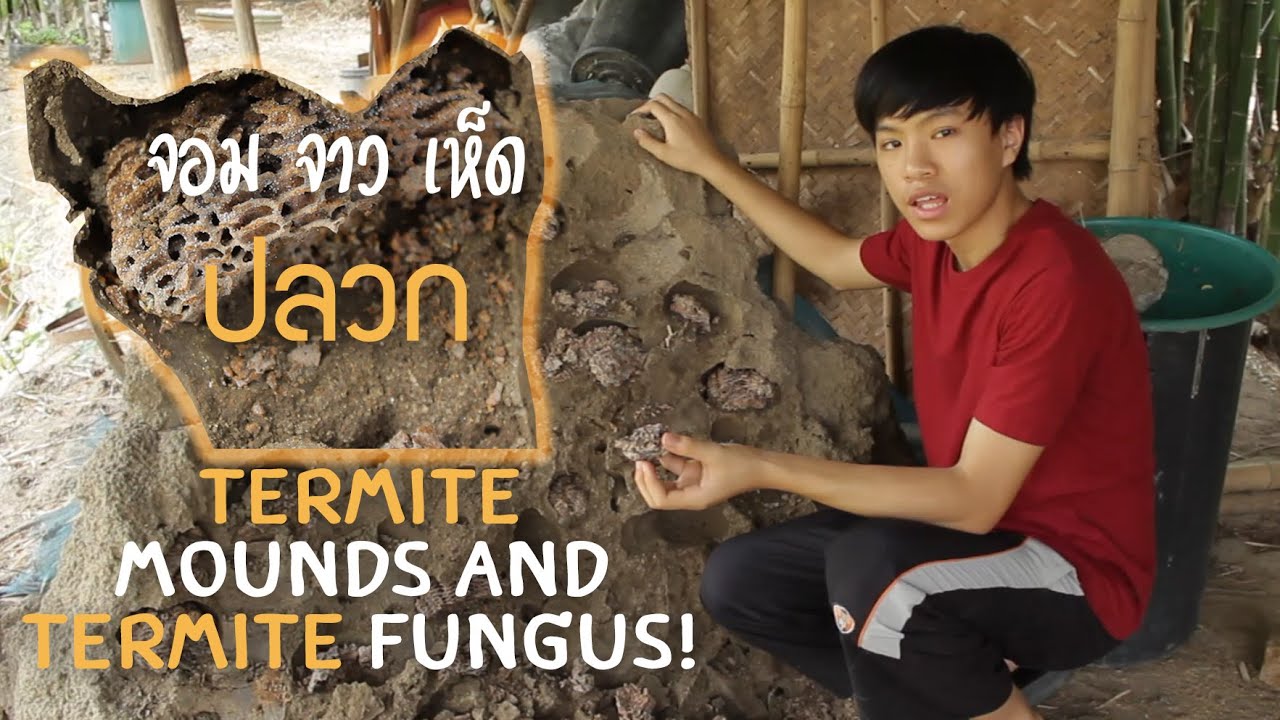 จาวปลวกใช้เพาะเห็ดปลวกได้ไหม Can I grow mushrooms from termite combs ...