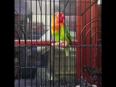 Lovebird isian cucak jenggot