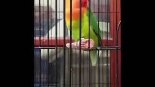 Lovebird isian cucak jenggot