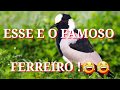 Canto do  araponga ou ferreiro como e conhecido