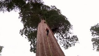 İklim Değişikliğine Karşı Ağaç Klonlama - Science