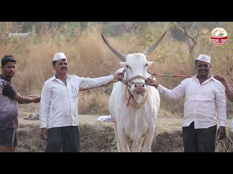 बावधनच्या जातिवंत खिलार बैलांचा सराव