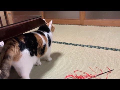 三毛猫】父あとを追いかける健気な猫（2023年7月28日） - YouTube