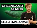 THE OLDEST SHARK IN THE WORLD - The Greenland Shark - The Longest living animal on the planet!