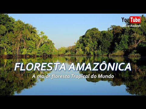 Vídeo: Animais E Plantas Da Floresta Tropical