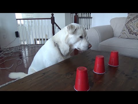 Labrador plays Cup trick